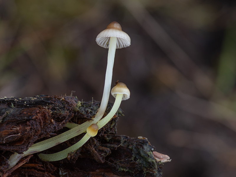 Mycena epipterygioides